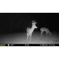 MOULTRIE PHOTOTRAPPLE M-40I 16MP HD - photo 6